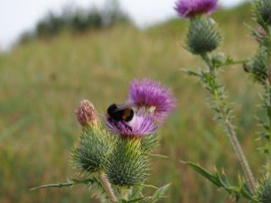 Hummel 2 - Bernd Opel