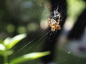 Kreuzspinne - Bernd Opel