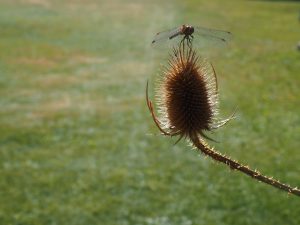 Libelle 1 - Bernd Opel