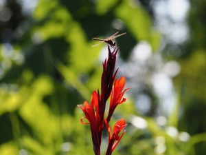 Libelle 2 - Bernd Opel