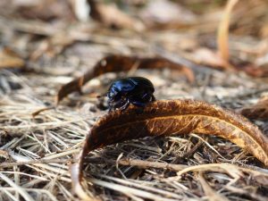 Mistkäfer - Bernd Opel