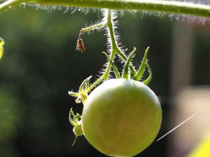 wird noch reif - Bernd Opel