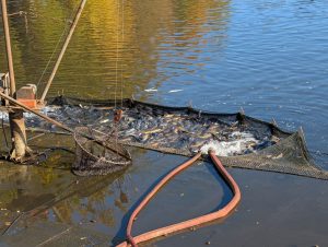 Abfischen 2024 -H. Müller