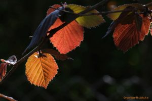 Der Herbst steht auf der Leiter...-Norbert Kubicke