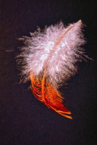 Federnzauber 2- K. - F. Muehler