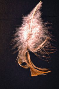 Federnzauber 3 - K. - F. Muehler