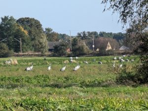 Kraniche in den Lasszinswiesen (1) - H. Müller
