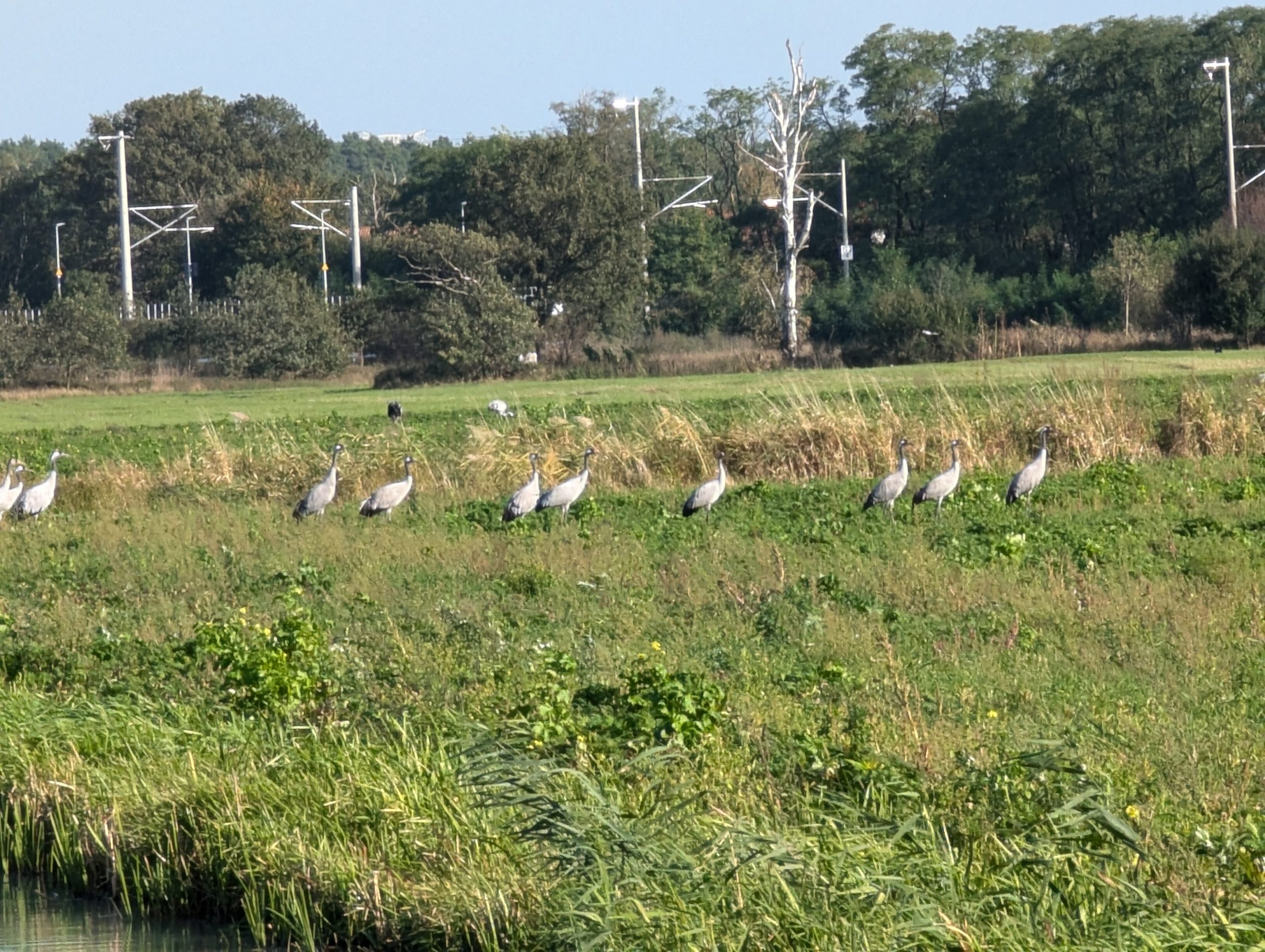 Kraniche in den Lasszinswiesen (2) - H. Müller