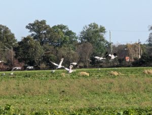 Kraniche in den Lasszinswiesen (3) - H. Müller