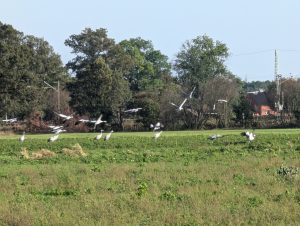 Kraniche in den Lasszinswiesen (4) - H. Müller