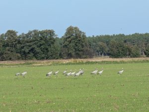 Kraniche in den Lasszinswiesen (6) - H. Müller