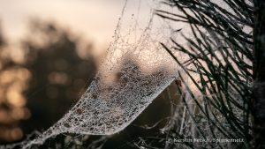 Spinnennetz - Kerstin Fetsch