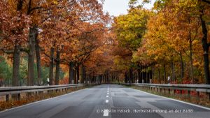 Herbststimmung an der B168 - Kerstin Fetsch