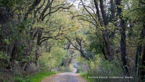 Lieberoser Heide - Kerstin Fetsch