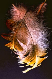 Schwebende Federn 2 - K. - F. Muehler