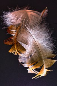 Schwebende Federn 3 - K. - F. Muehler