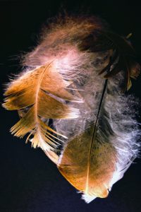 Schwebende Federn 4 - K. - F. Muehler