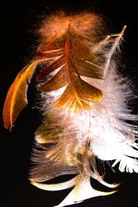 Schwebende Federn 5 - K. - F. Muehler