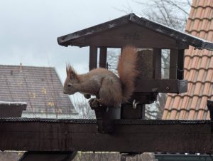 neuer Futtergast am Vogelhaus (1)-H. Müller