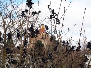 Blick zur Festung Peitz - Bernd Opel