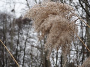 Federleicht - Bernd Opel
