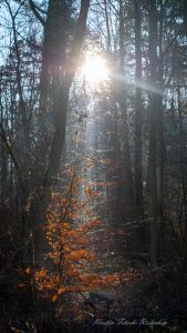 Rietschen 1 - Kerstin Fetsch