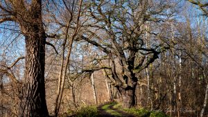 Rietschen 2 - Kerstin Fetsch