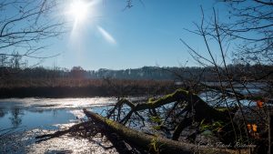 Rietschen 4 - Kerstin Fetsch