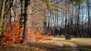 Rietschen 5- Kerstin Fetsch