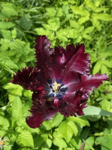 Bezaubernde Tulpe - Bernd Opel