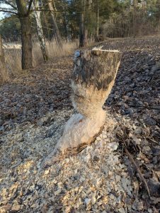 Bieberkunst - H. Müller