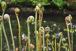 Farnsprossen - Bernd Opel