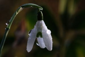 Frühlingsbote - Norbert Kubicke