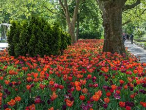 Frühlingserwachen - H. Müller