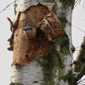 Kleiber auf der Suche... Norbert Kubicke