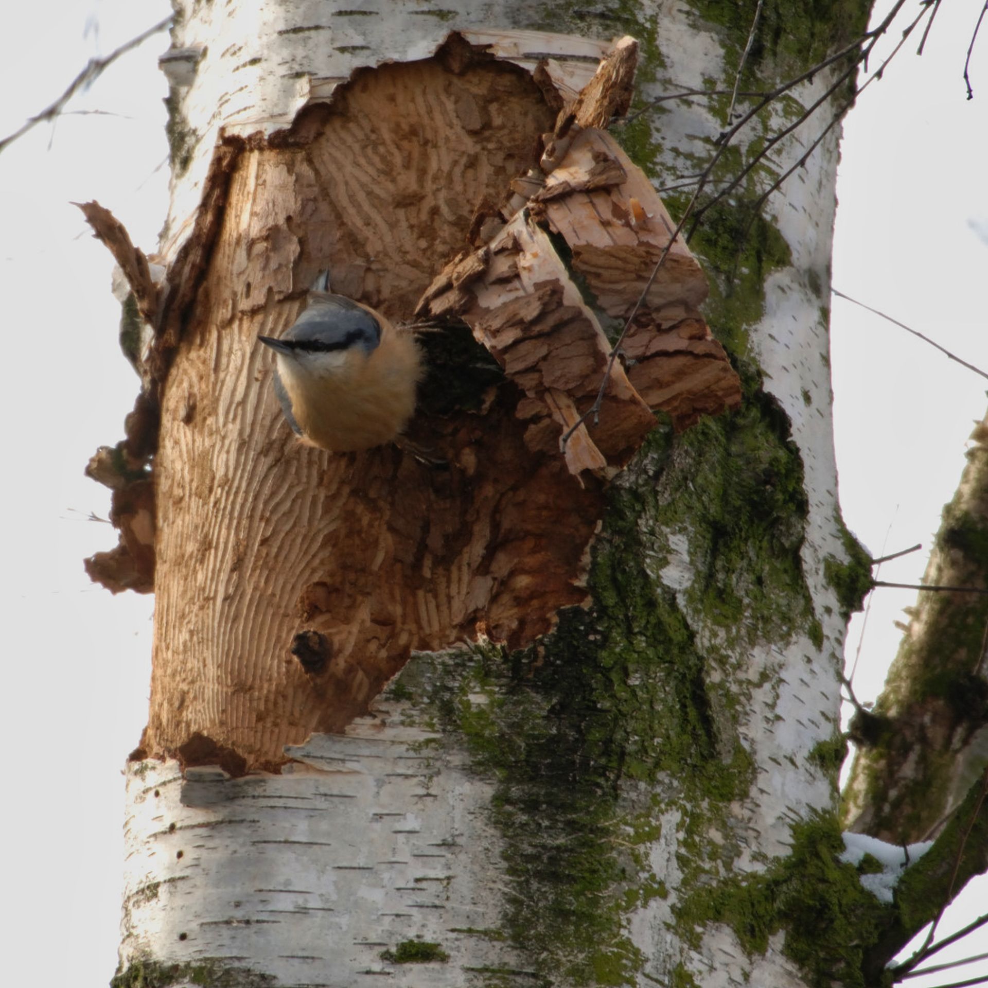 Kleiber auf der Suche... Norbert Kubicke