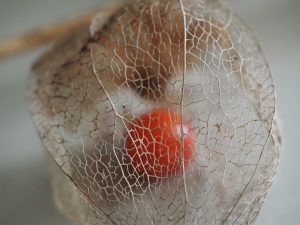 Lampingongfrucht - Bernd Opel