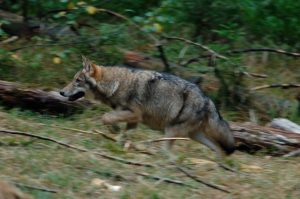 Migrant oder... Norbert Kubicke