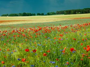 Mohnblüten 1 - H. Müller
