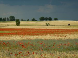 Mohnblüten 2 - H. Müller