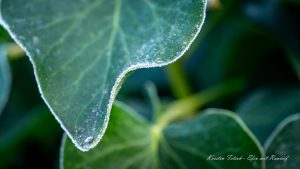 Efeu mit Raureif - Kerstin Fetsch