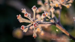 Efeu mit Raureif 1 - Kerstin Fetsch