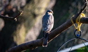 Wanderfalke - Kerstin Fetsch