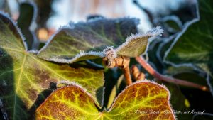 Efeublätter mit Raureif - Kerstin Fetsch