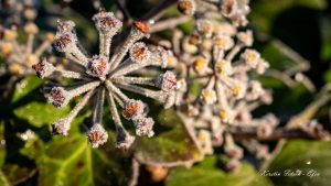 Efeu- Kerstin Fetsch