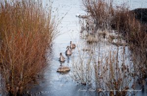 Junge Schwäne im Einlaufbauwerk- Kerstin Fetsch