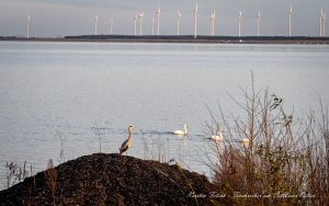 Fischreiher am Cottbuser Ostsee- Kerstin Fetsch