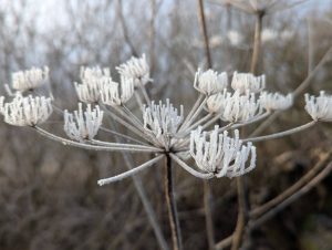 Rauhreif 1 - H. Müller