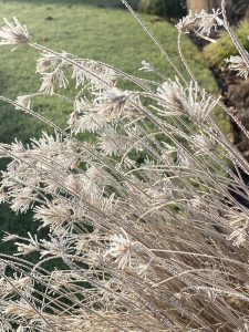 Schönheit mit Rauhreif - Bernd Opel