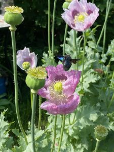 berauschender Mohn - Bernd Opel